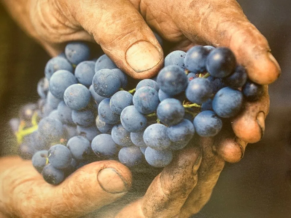 racimo uva tempranillo