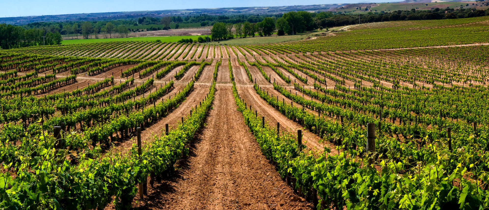 vinos de pago