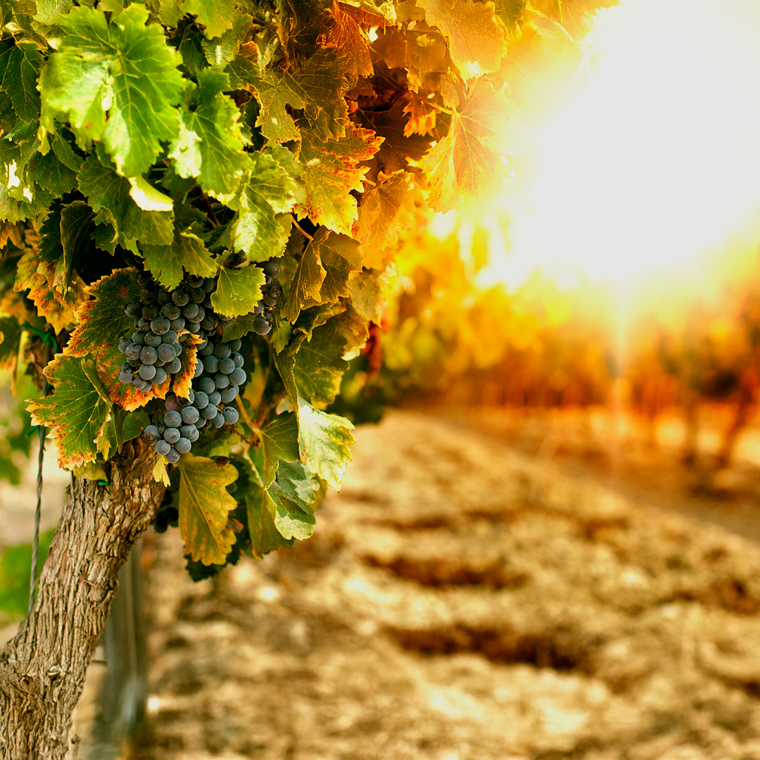 La vid y su desarrollo a lo largo del año